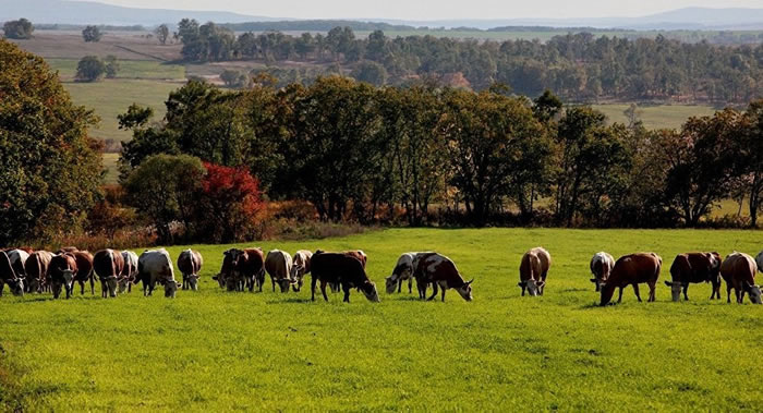 ��̬ѧ�ҽ���Ϊ������Ӧ�÷���ʳ��