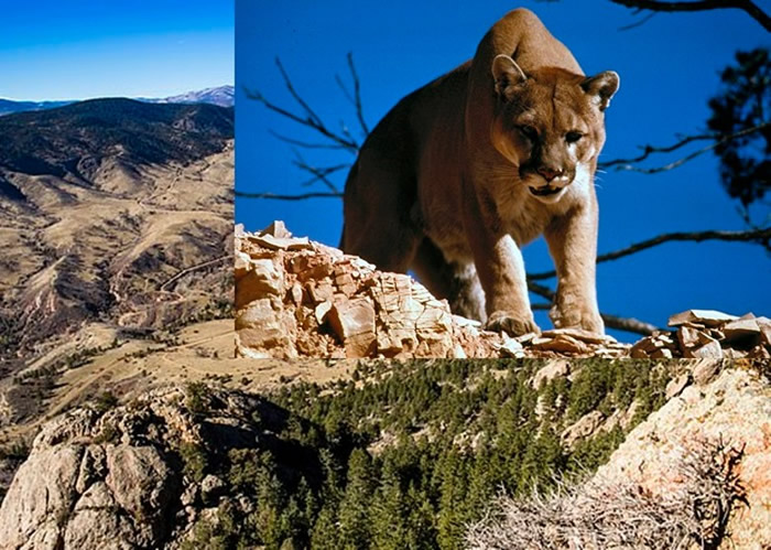 �������������������ܲ�ʱ��ͻϮ ͽ����������ʨ