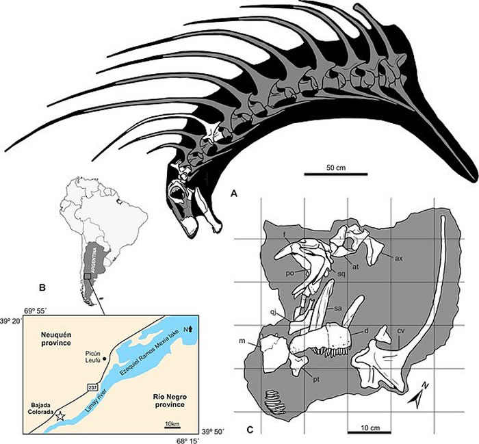 ͢ǷֲƷֿBajadasaurus pronuspinax ⳤ