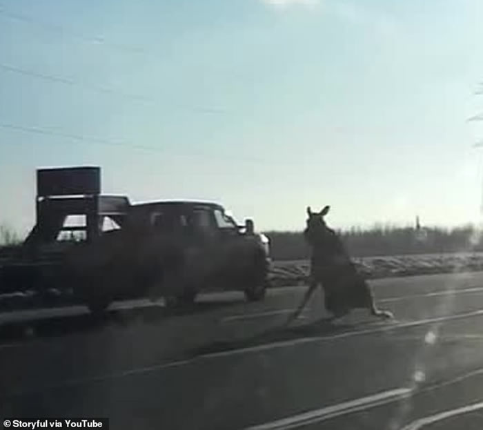 ôһͷ¹·ϲʧ Щ⳵ײ