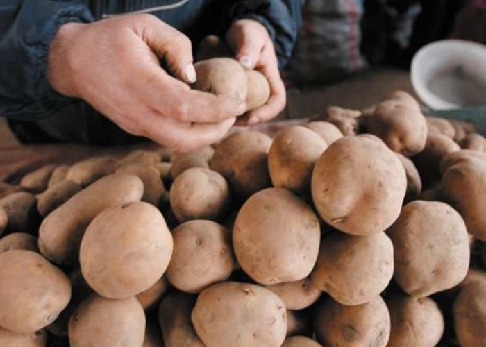 全球气候暖化影响英国土豆长度