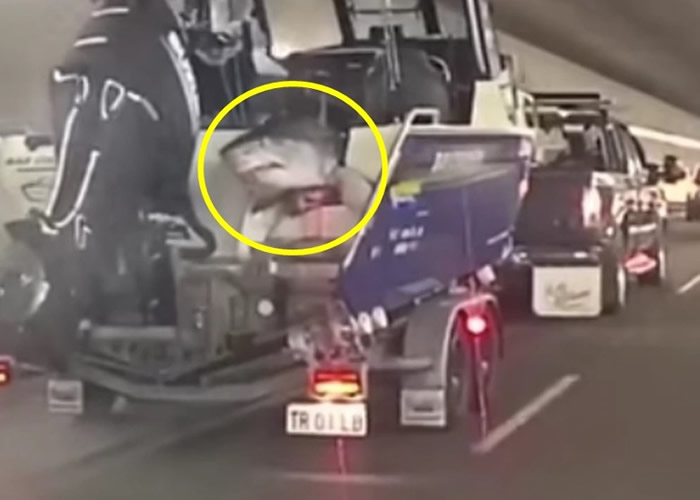 澳洲悉尼货车拖车杂物中露出巨大鲨鱼