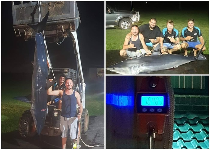 钓友上载与巨鲨战利品的合照。