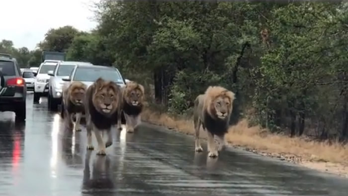 南非克鲁格国家公园内大塞车 上前一看原来是4只雄狮在散步