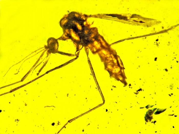 缅甸琥珀中发现可以传播疟疾的蚊子Priscoculex burmanicus早在1亿年前就已出现