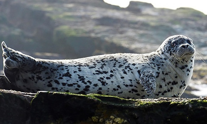 斑海豹因受到偷捕及气候变暖等原因而影响繁殖。