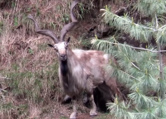 ����ɽ����Ϊ�ͻ�˹̹�Ĺ��ޡ�