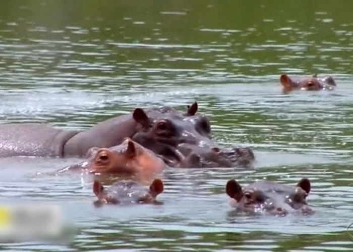 ���ױ��Ǵ��ɡ��Ų�����Ұ�����Ϊ��