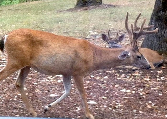 CDC�������ڣ������ʳ�ܸ�Ⱦ������⡣