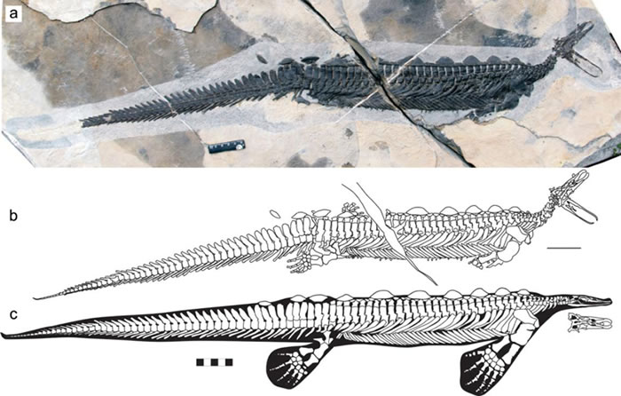 早三叠世南漳-远安动物群中首次发现远古“鸭嘴兽”——卡洛董氏扇桨龙