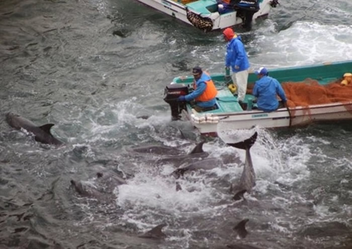 太地町围捕海豚的方法备受争议。