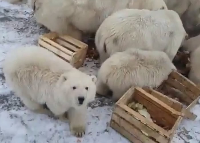 北极熊大规模入侵 俄罗斯新地岛进入紧急状态