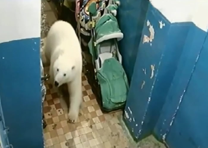 北极熊大规模入侵 俄罗斯新地岛进入紧急状态