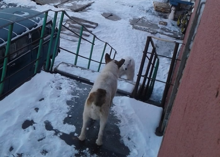 北极熊大规模入侵 俄罗斯新地岛进入紧急状态