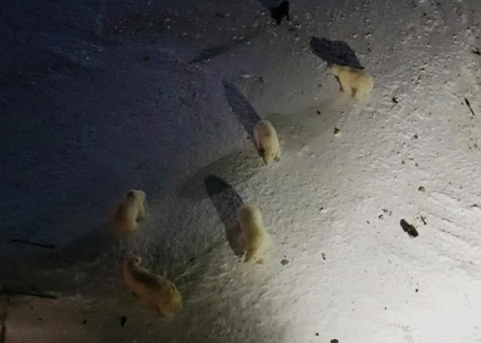 北极熊大规模入侵 俄罗斯新地岛进入紧急状态