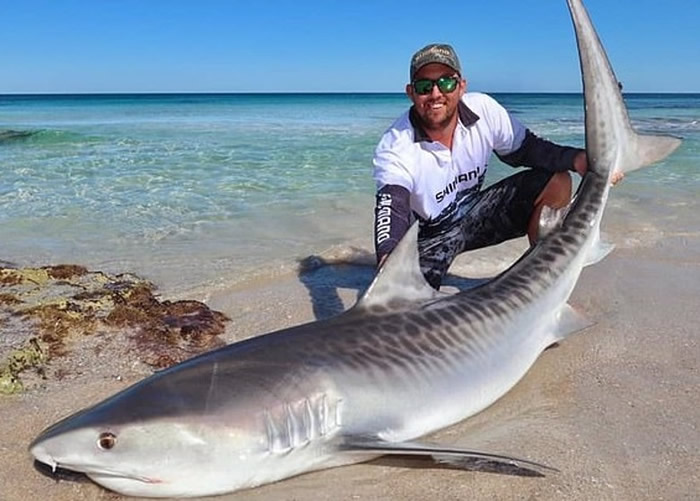 虎鲨搁浅澳洲珀斯沙滩挣扎 男子徒手抱住送回大海