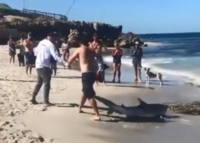 虎鲨搁浅澳洲珀斯沙滩挣扎 男子徒手抱住送回大海