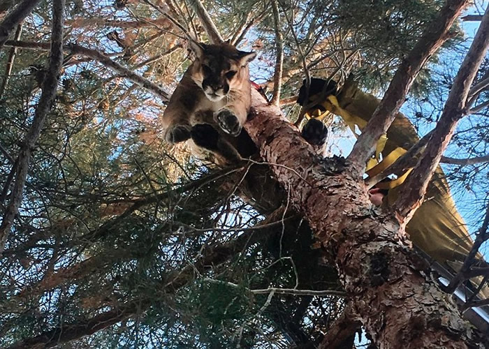 ����Ա������ɽʨ��