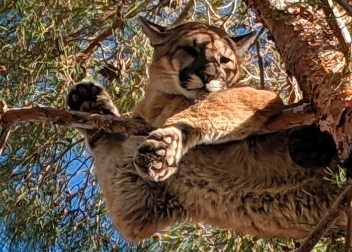 ɽʨ�������ϡ�