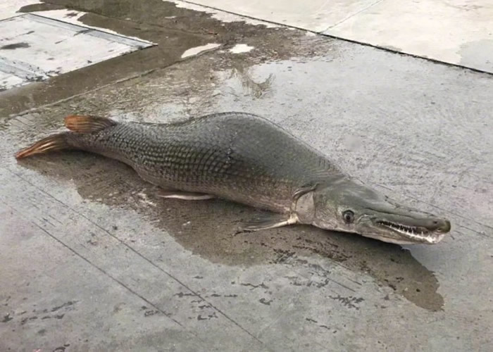 ���̶��鲶�������ȸ����