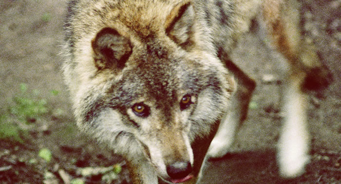 �¹����������»��ػָ���Ⱥ