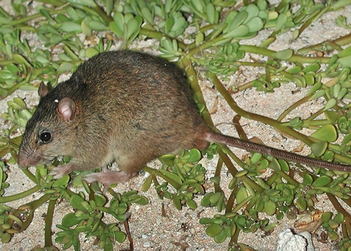 Ϣڰ޴󱤽ɺβȷ仯 ɲ