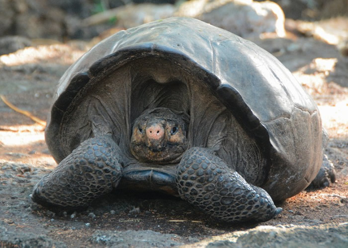 该只费尔南迪纳巨型陆龟已被送到保育中心。