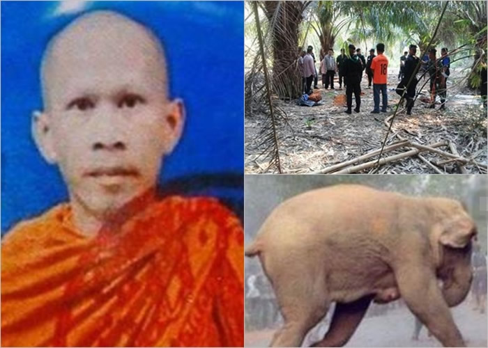 披耶(左图)无视警告,结果被大象踩死。