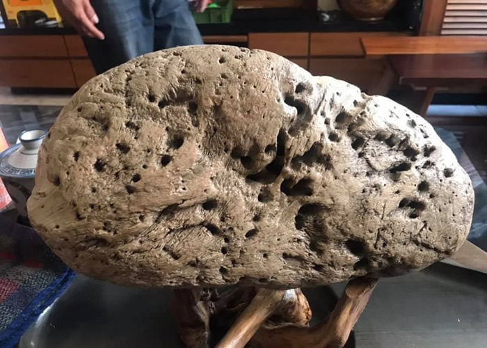 网民父亲在海边拾获不明怪石,于是拍照上网问究竟。