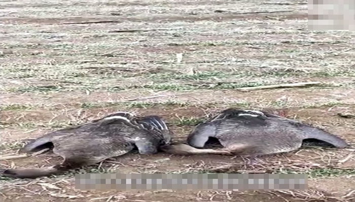 本月初在湿地发现2只遭毒杀。