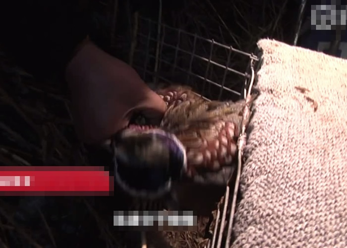 饭店负责人从一暗处的笼内,抓出一只疑似斑鸠。