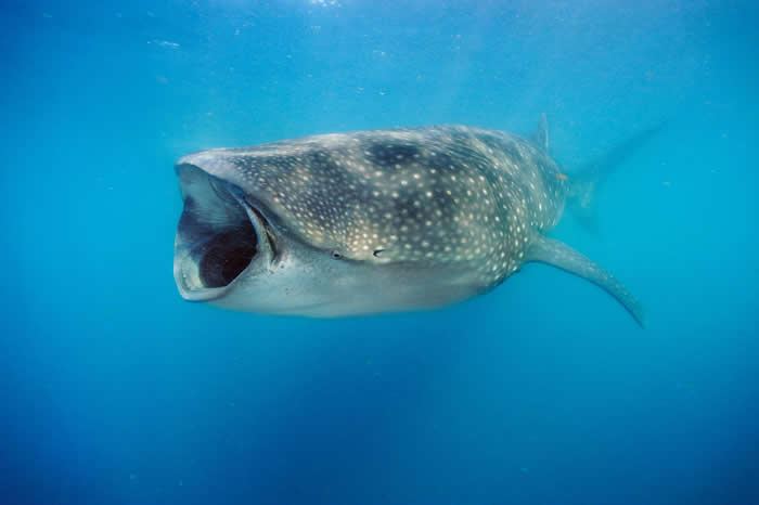 һо֣ʵǰٷ֮ٵʳ⶯ PHOTOGRAPH BY BRIAN J. SKERRY, NAT GEO IMAGE COLLECTION