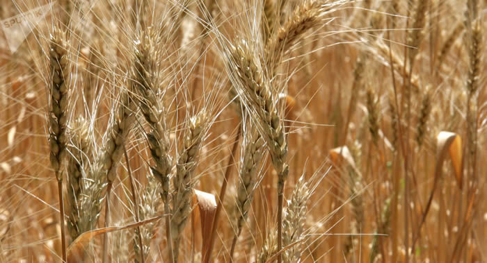 ������ҽѧ����־������ѧ������ȫ������ʳ��ʹ�ΰ����ս���37%