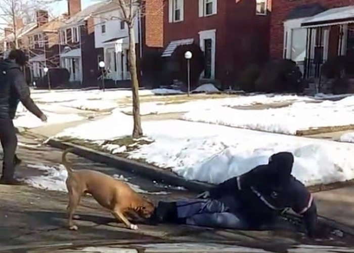 邮差跌倒地上,斗牛犬噬咬他的脚部,不肯放口。