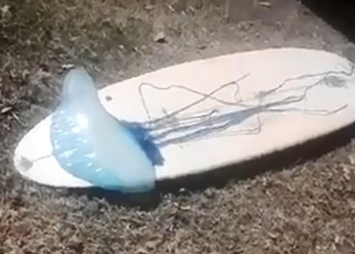 比大白鲨更恐怖的“葡萄牙战舰”!澳洲新南威尔士省海边发现巨大蓝瓶僧帽水母