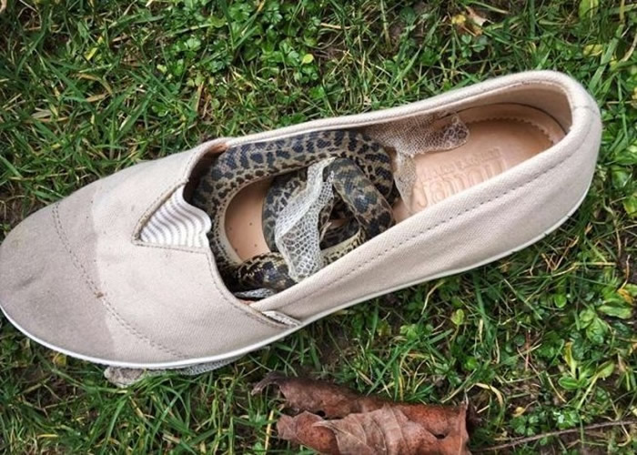 英国苏格兰妇人赴澳洲探亲 回国开行李箱惊见鞋内藏脱皮蛇