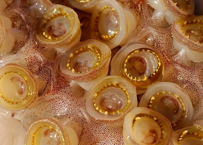 �о���Ա�������������ڵġ����ݡ���һ����Ϊ��SRT���ĵ����ʹ��ɡ�