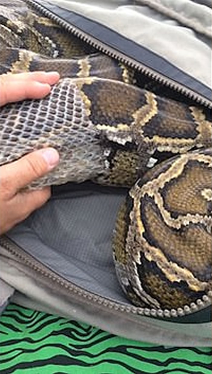 南美洲智利缅甸巨蟒脱皮遇到困难 兽医看不下去出手把旧皮脱下