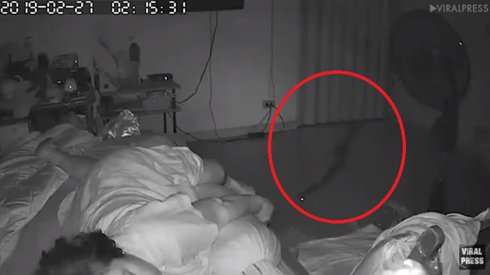 睡梦中痛醒!泰国大蟒蛇晚上滑进房里咬住75岁老妇小腿