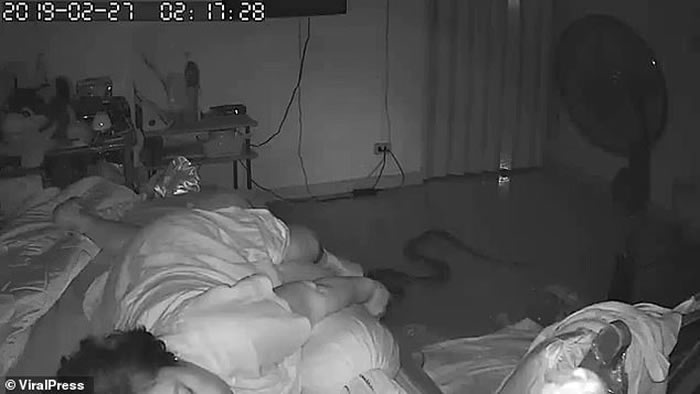 睡梦中痛醒!泰国大蟒蛇晚上滑进房里咬住75岁老妇小腿
