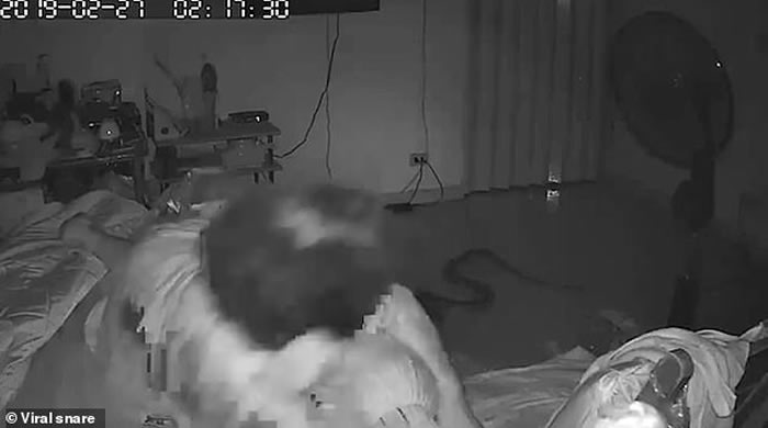 睡梦中痛醒!泰国大蟒蛇晚上滑进房里咬住75岁老妇小腿
