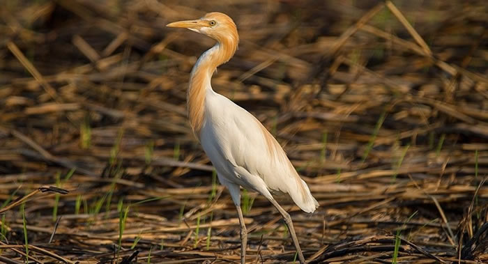 �����ҳ�ӡ����������«έ�е�С�鿪����