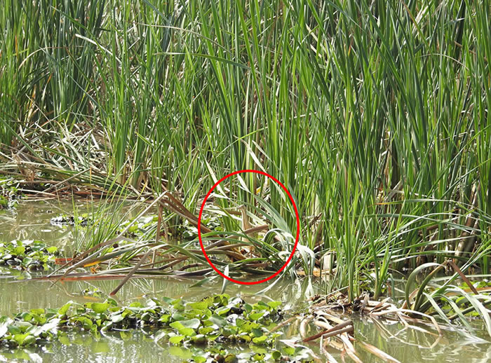 �����ҳ�ӡ����������«έ�е�С�鿪����