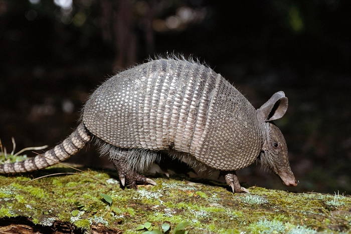 ۼ״ƵԿײϵС PHOTOGRAPH BY NORBERT WU, MINDEN PICTURES/ NAT GEO IMAGE CO