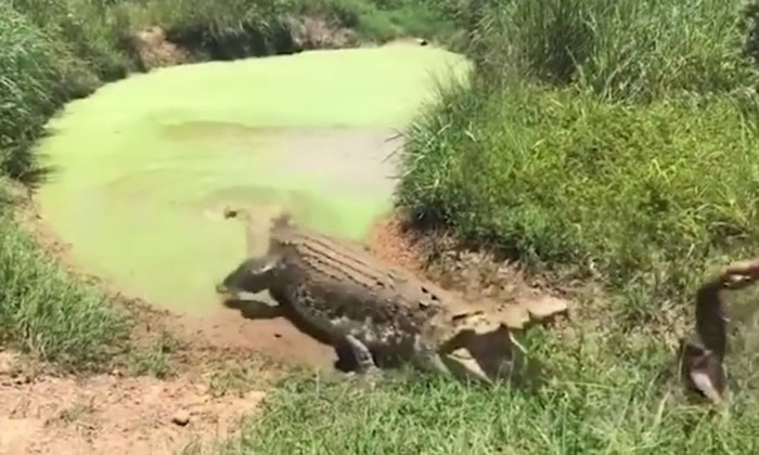 ���޴���ĳ�����������ţ�����Ŵ��ðˮ�� ι���������ż���