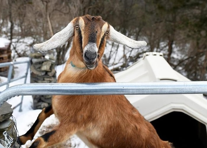 �����������ݷѶ�����һֻɽ����ѹè����ɳ��ȶ��ֶ��ﵱѡ��