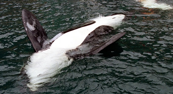 俄罗斯生物学家和生态学家将在一周内确定滨海边疆区虎鲸和白鲸重返大自然的可能性