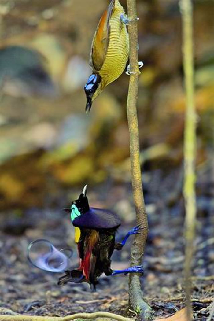 雄性威氏极乐鸟向上方来访的雌鸟炫耀自己光秃头顶上的亮蓝色皮肤。蒂姆·拉曼拍摄 图片来源：《美的进化》