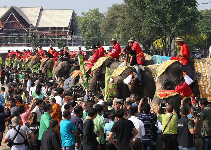 泰国一年一度大象节 喃邦、清迈办自助餐宴请象群