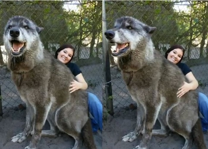 ����ָ����������Ƕ����⣬����Yuki��������ô��